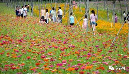 永春的春天是一个异常美丽的地方,永春有哪些地方
