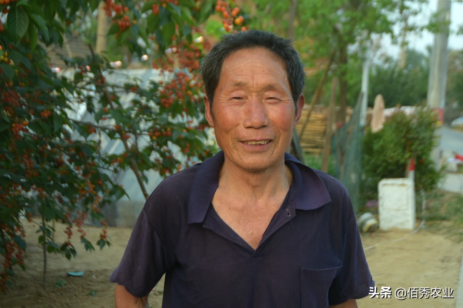 回乡创业种植樱桃,在农村种植樱桃还是在工厂上班好