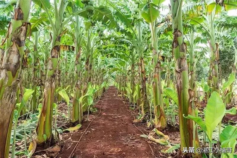 徐闻香蕉基地,本县香蕉种植基地
