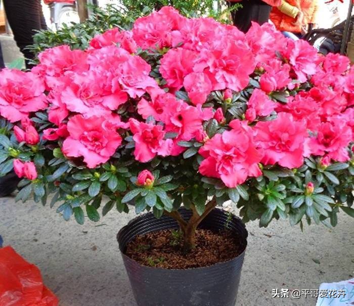 想要杜鹃开花怎么办,杜鹃如何度夏