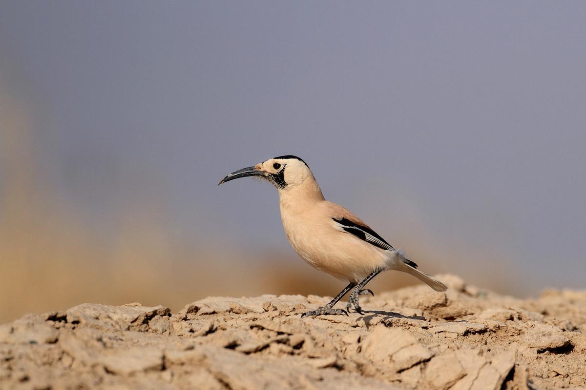天下乌鸦有白色的吗,南方乌鸦和北方乌鸦的区别