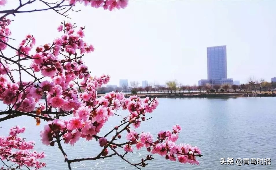 中国石油大学胜利学院转设为省属？省教育厅回应啦——