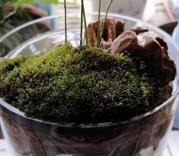 苔藓和鱼缸的完美结合,闲置的鱼缸放在家里好吗
