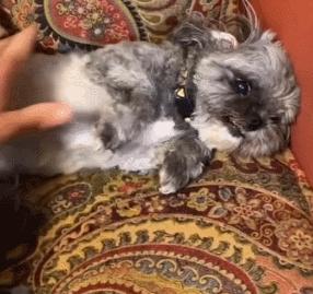 人狗大战电影免费观看,第一次人机大战视频