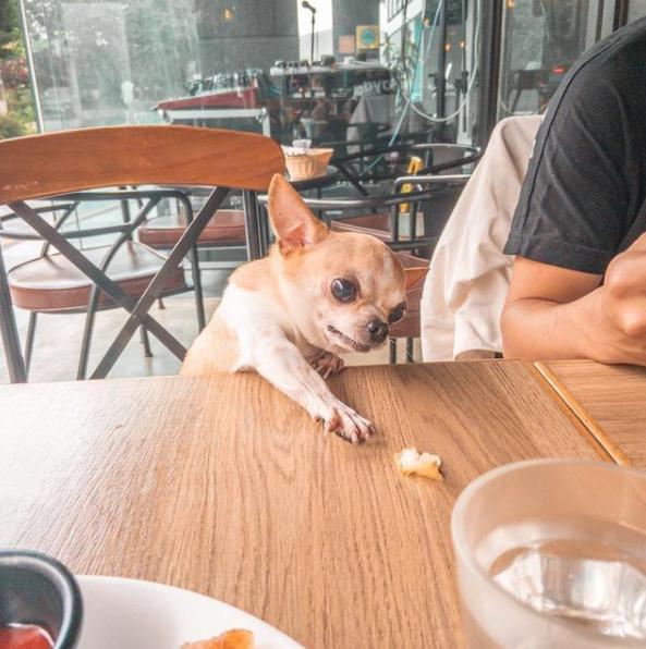 吉娃娃被气坏的视频,吉娃娃被气坏视频