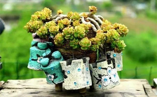 没躲过夏季多肉陡长，学习大神这样做，养成绝美老桩