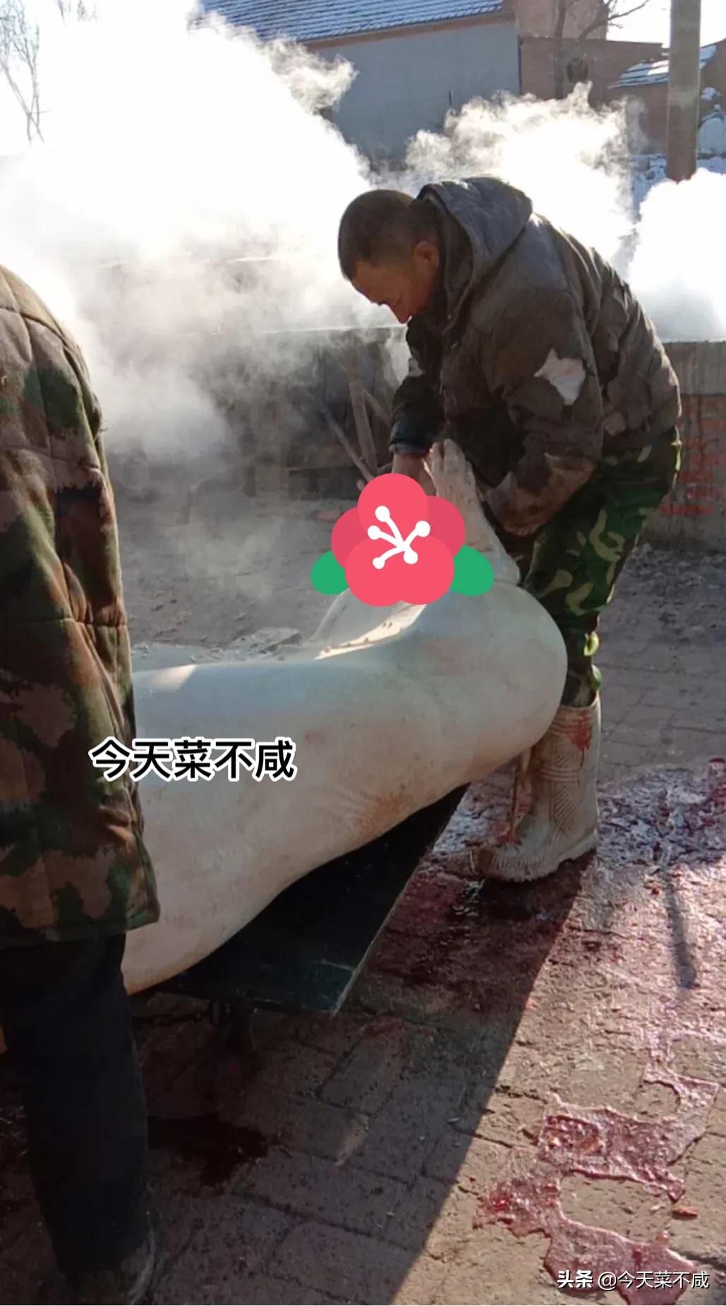 杀猪菜是东北饮食文化的传承,揭秘东北杀猪菜的文化密码