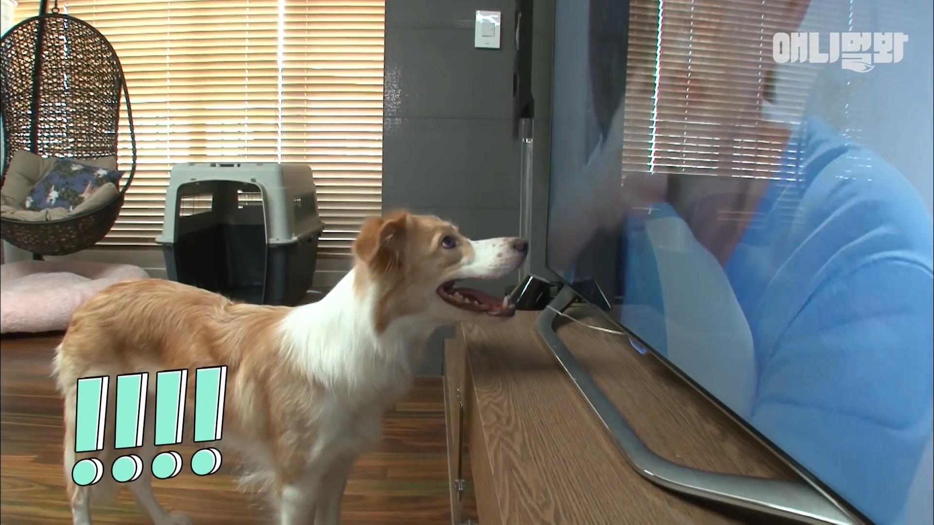 足球比赛现场一只狗狗误入球场,足球赛场上踢球的狗狗