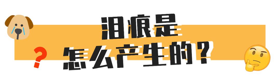 狗狗泪痕怎么处理最有效,狗狗眼睛周围有泪痕怎么去除