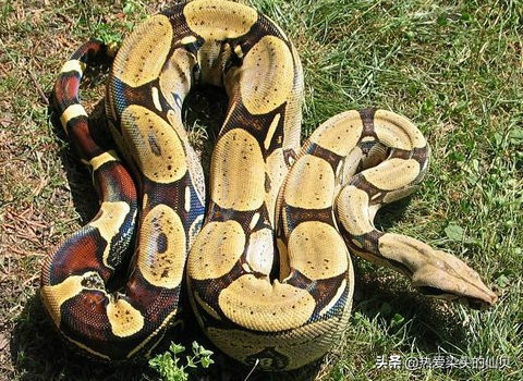 蛇类中爬行最快的,蛇类无骨骼爬行动物