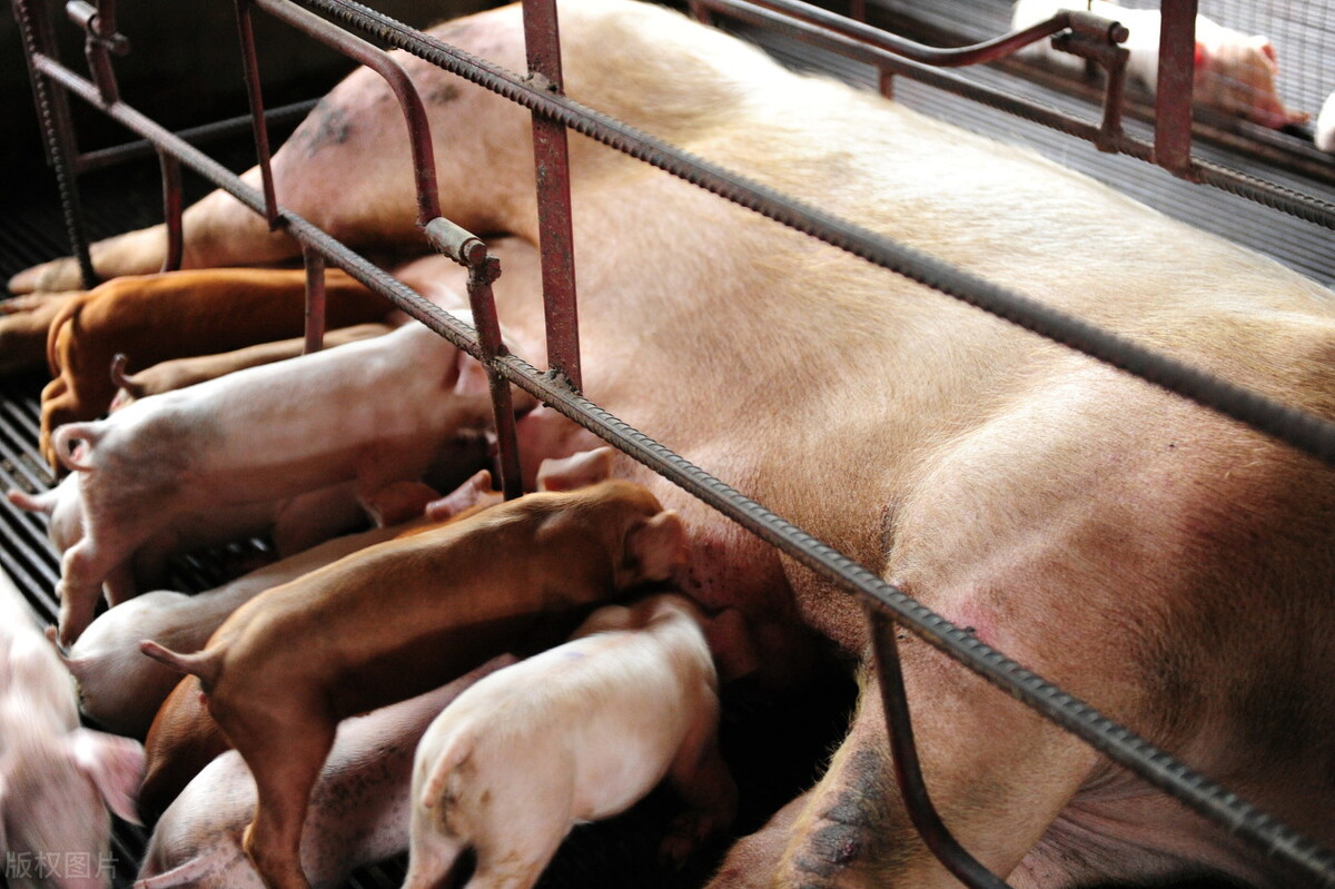 三元标猪4.7元,小猪百元5头,提前两周公布收储计划,有何猫腻?