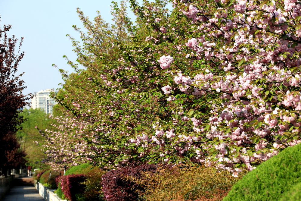 口琴月牙五更,口琴独奏月牙五更简谱