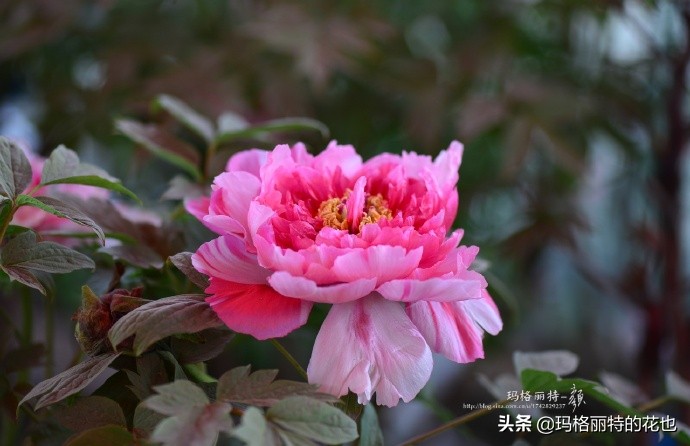 历史悠久的十大名花（海量美图），你选哪个做国花？