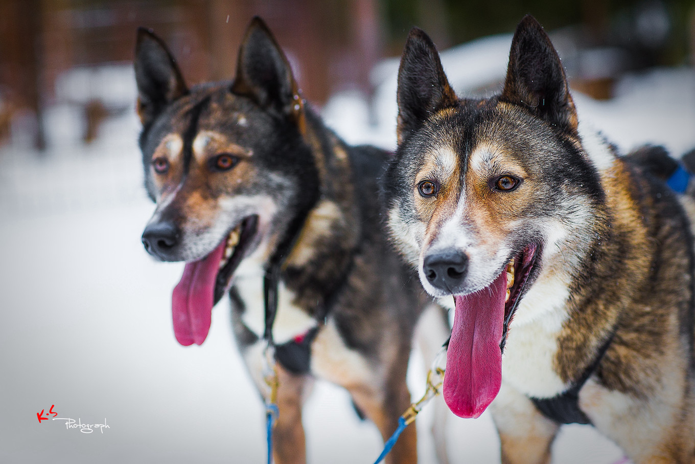 果小姐的慢生活烤鸡腿,果小姐的慢生活泰州