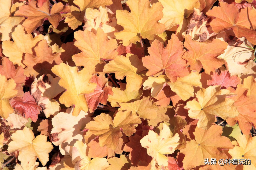 彩叶草矾根组合盆栽,最好看的彩叶草