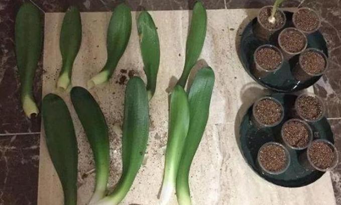 君子兰长出了侧芽怎么养护,君子兰怎么养护容易长侧芽