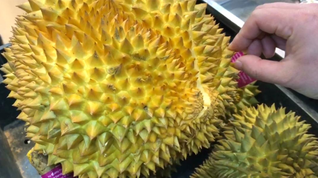 榴莲的正确开法榴莲为什么是脆的,榴莲裂开用什么绑住最好