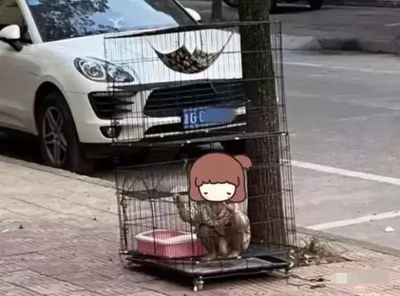 小女孩被关笼子反转事件,女童被关笼子疑遭父亲虐待