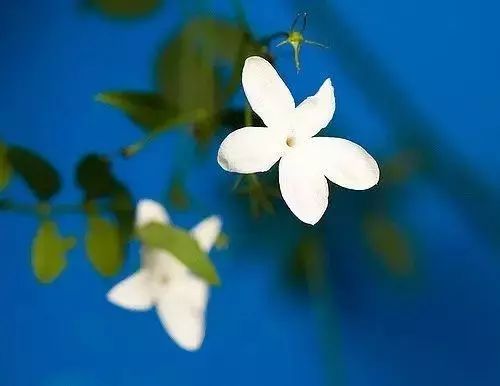 比较好听的植物名字大全,独具一格的植物名字怎么取