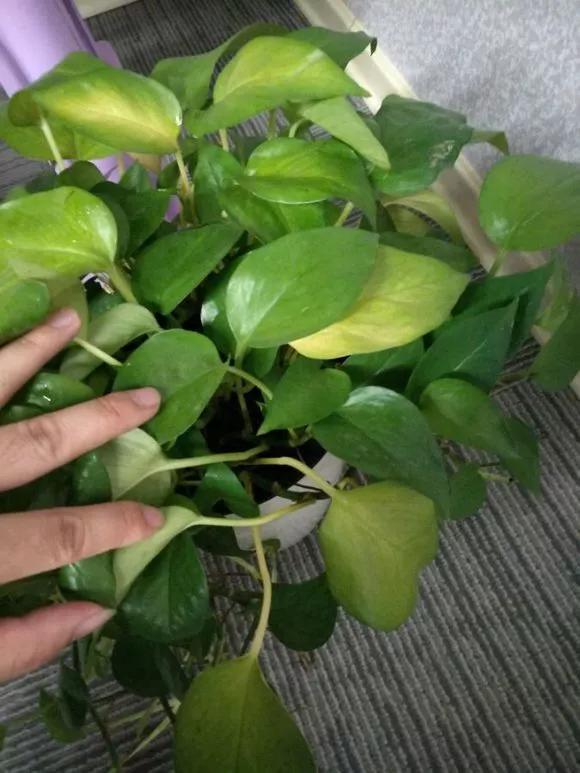 叶子有很多黄色圆圈是什么病,叶子起黄色斑点是缺什么