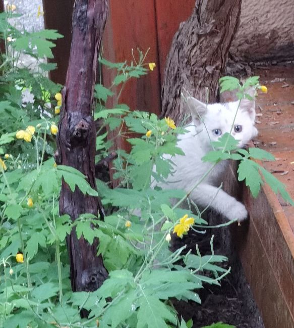 北京夏日的清晨,北京的盛夏