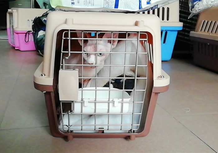 火车托运猫咪可以提前取回家吗 (大巴车托运猫咪需要注意什么)