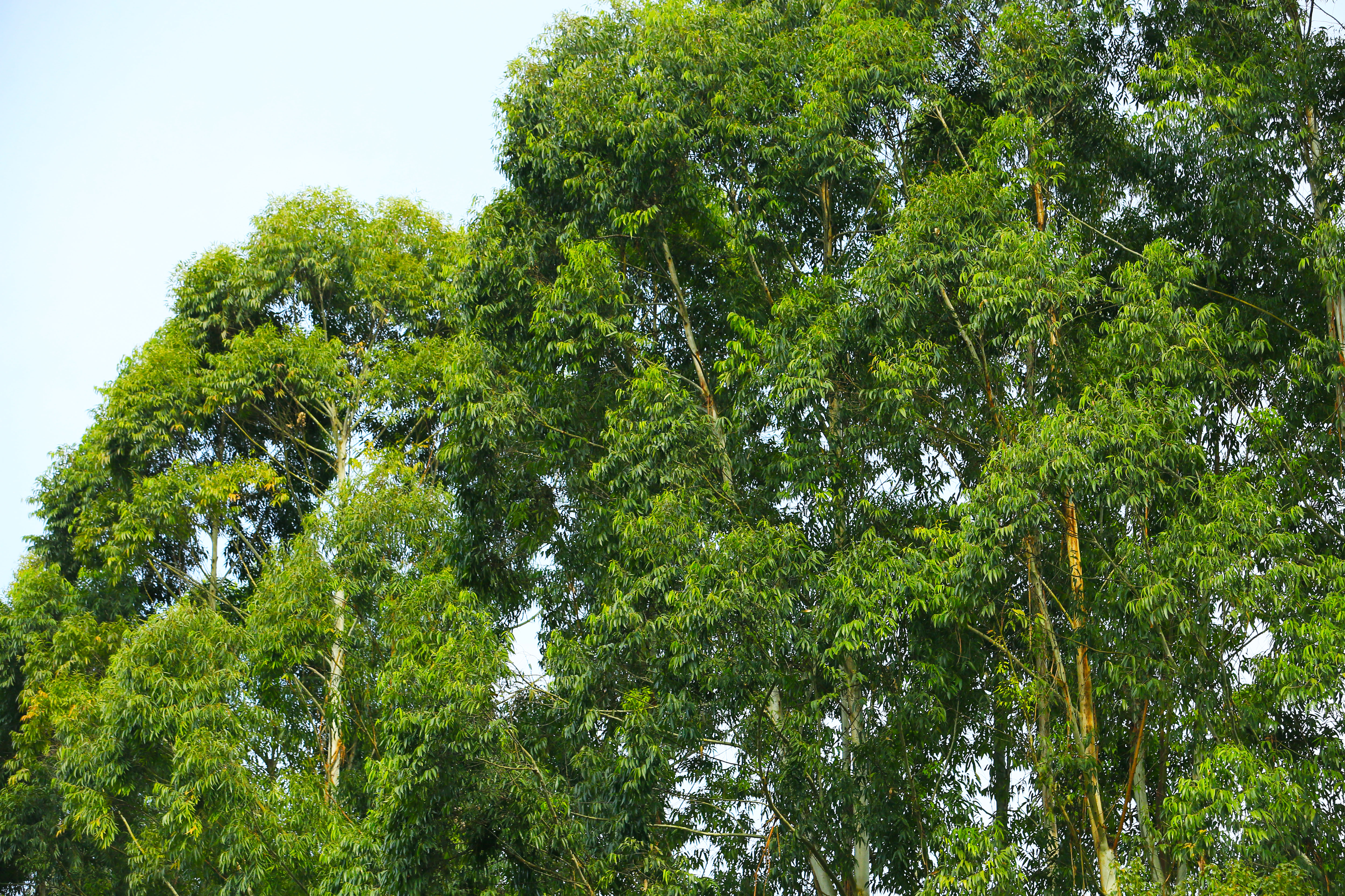 桉树林风景,自然生长的桉树林