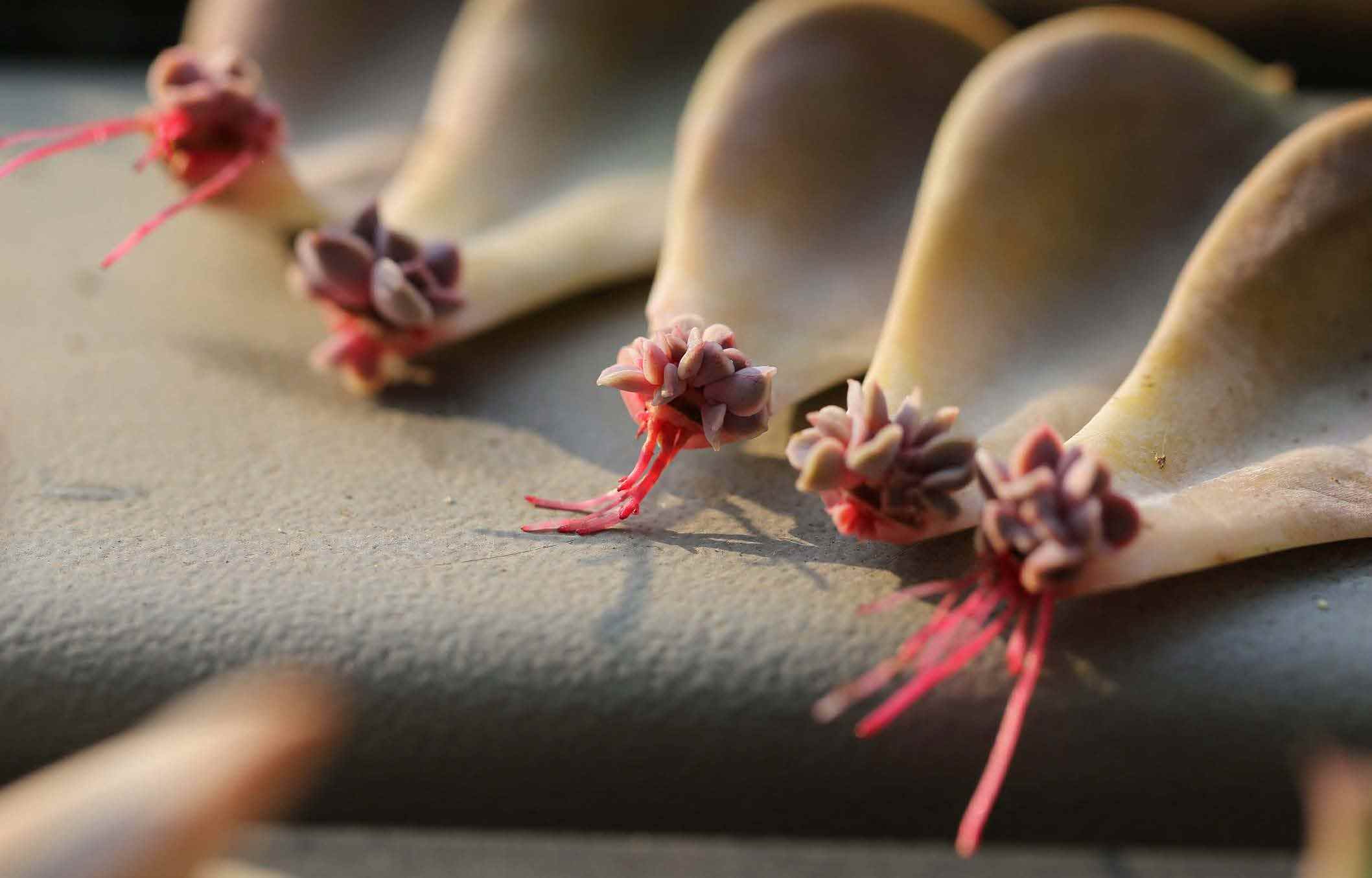 叶插后叶子怎么办,叶插出芽后怎么处理