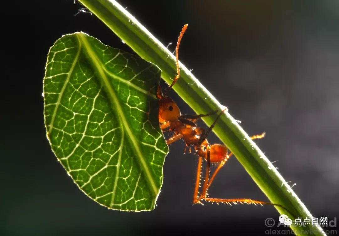 宠物蚂蚁基础知识,宠物蚂蚁怎么养新手教程