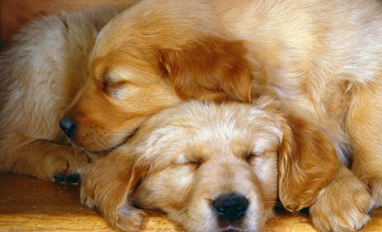 狗软骨病怎么治疗最好,狗得了软骨病有什么症状