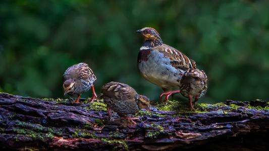 鹧鸪的饲养管理都需要注意什么，养殖利润高不高