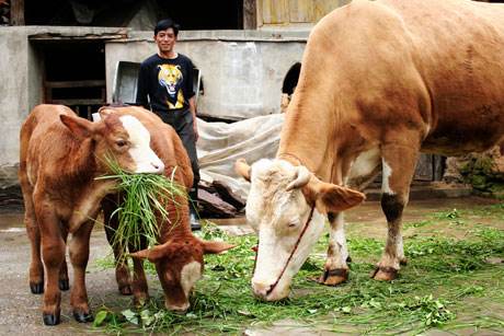 母牛流产后注意什么,母牛出现流产现象该用什么药