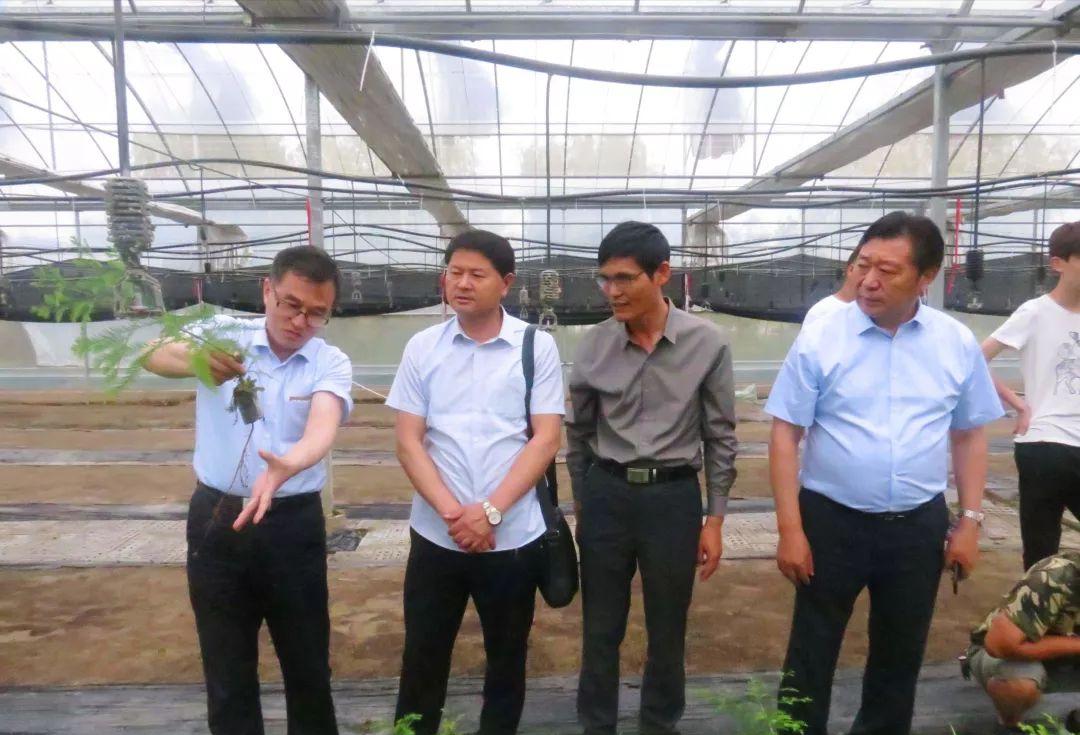 种植摇钱树致富经,荒山种植摇钱树