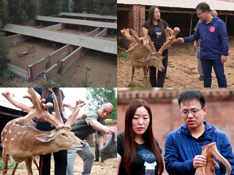 梅花鹿王娇,梅花鹿王娇简历