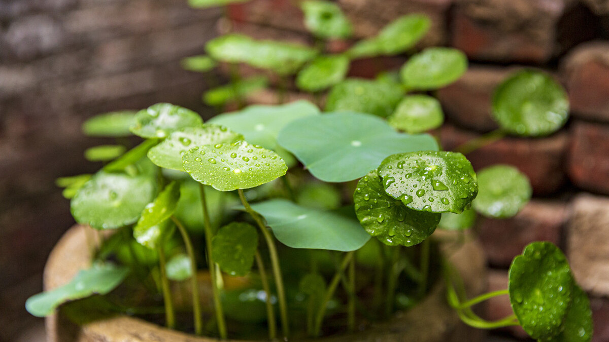 50种过期药品养花不生虫,5种过期的药养花