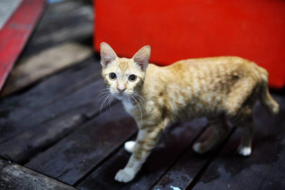 猫咪太瘦怎么办？「科瑞卡科普」