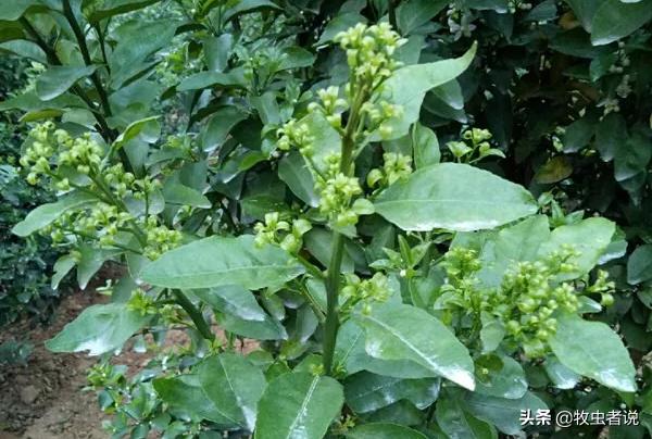 柑橘返青的原因,柑橘叶片打卷怎么办