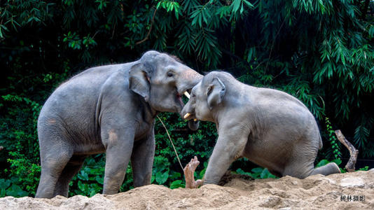 1月广州长隆野生动物园旅游攻略,广州珠海长隆野生动物园四日游