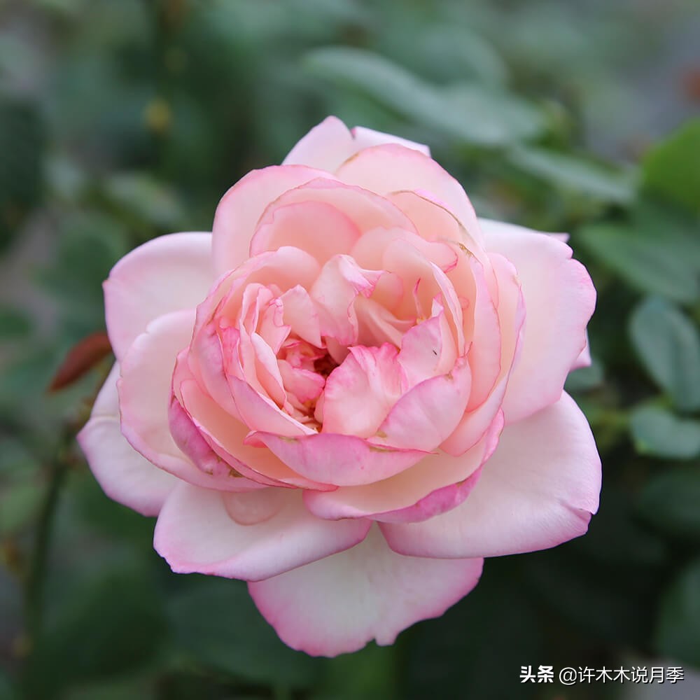 完全无刺的月季花,月季没刺的品种