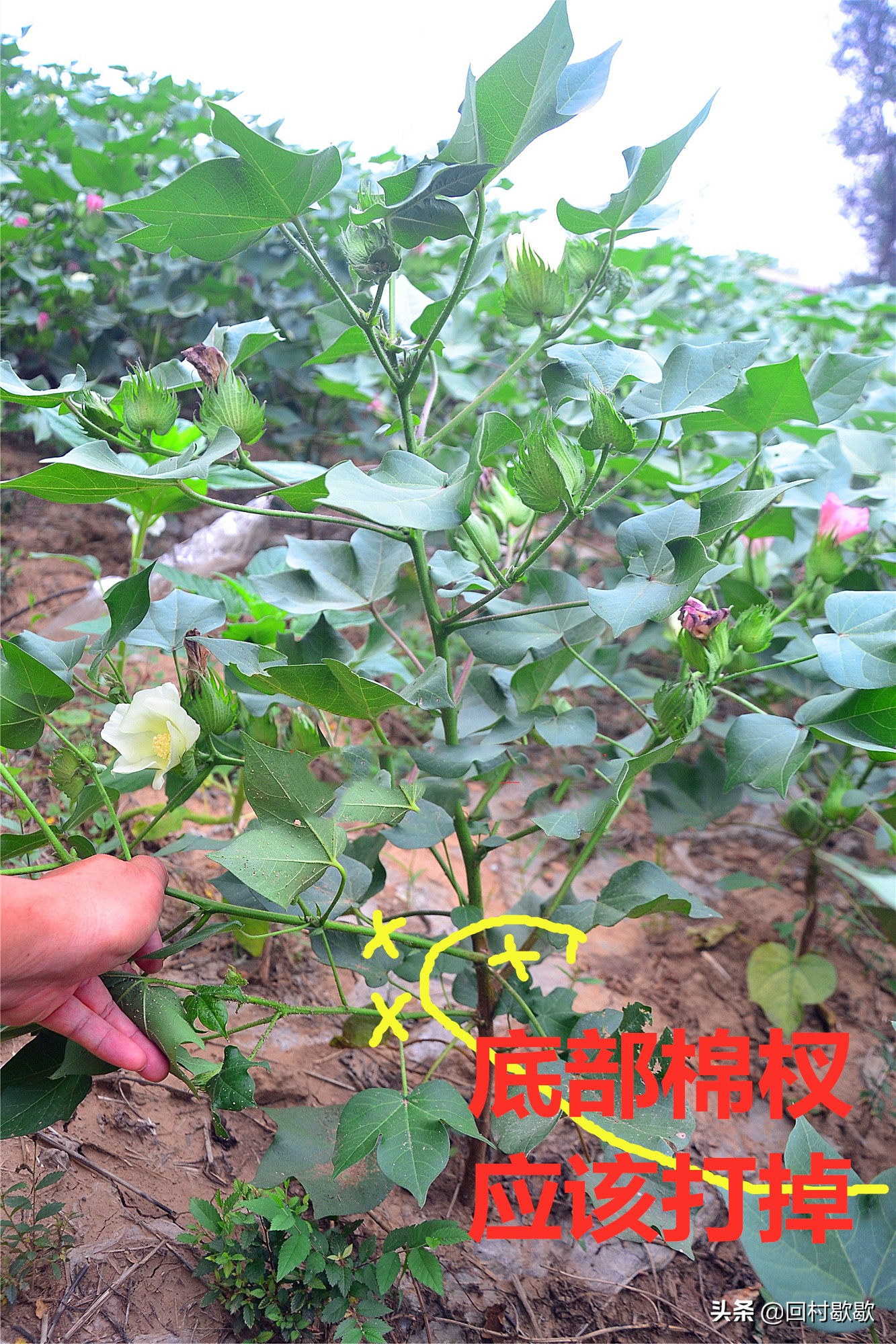 棉花打缩节胺叶片大的原因,棉花打缩节胺好处