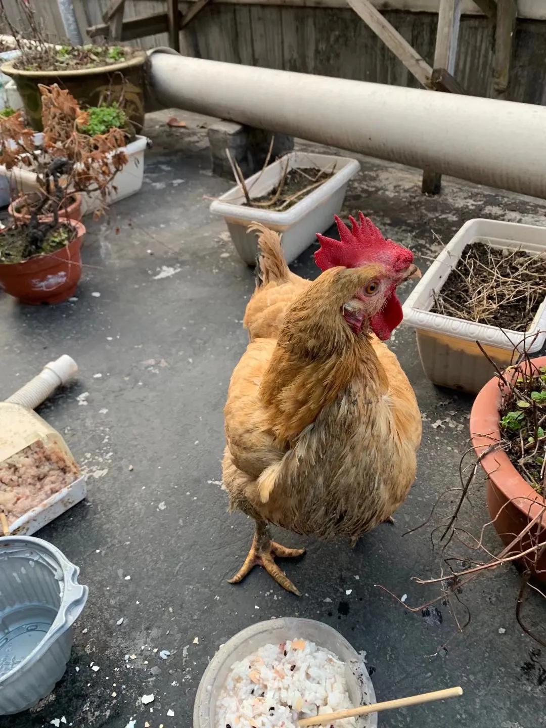 上海吃毛蛋吃出了一只小鸡,长得那么像公鸡,为什么会下蛋?