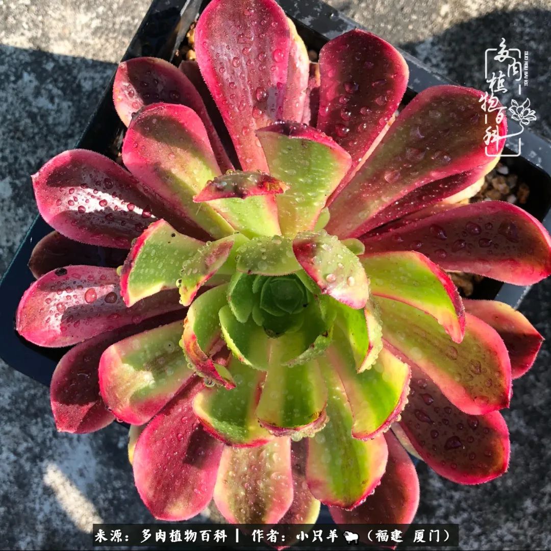 大城小爱:养多肉是个愉快的过程,种下去就有了无尽的期待