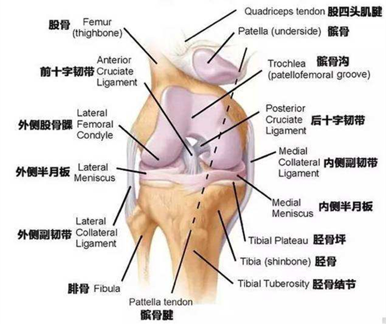 11岁孩子膝盖下方疼是生长痛吗,十四岁孩子膝盖下一点尖骨疼