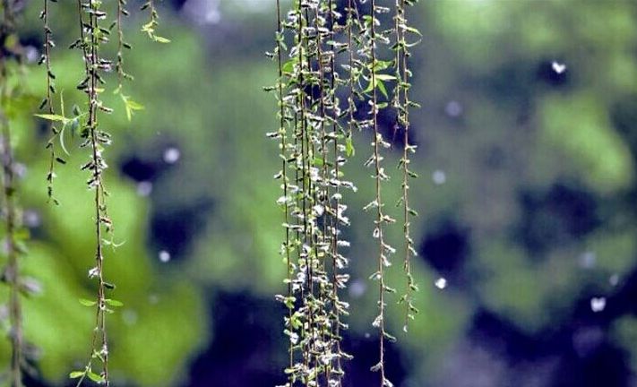 原创诗词—往事如风皆隐去心中幽梦雪莲香