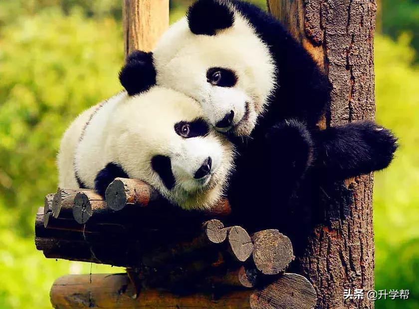 成都五一不限行的温馨提示 (成都五一车辆限行情况)