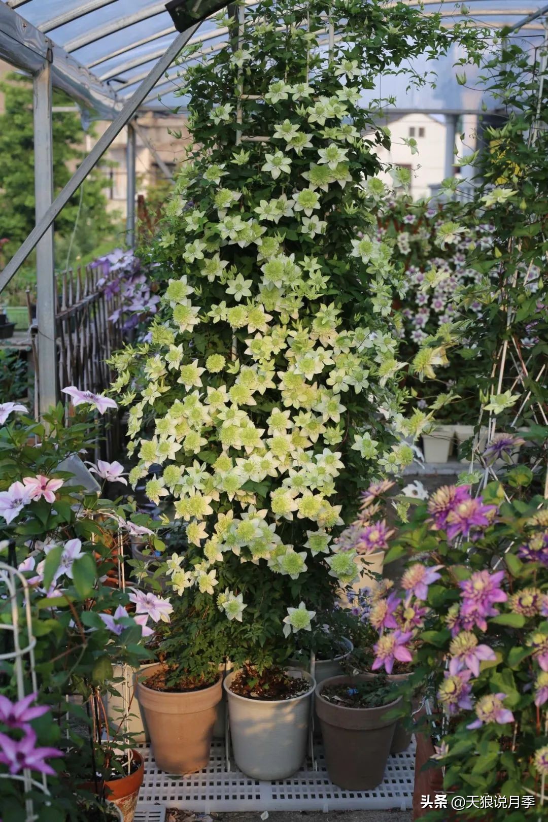 别人做梦都想要的花墙，他早就用铁线莲实现了