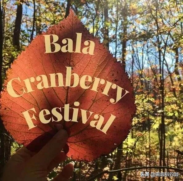 蔓越莓的秘密,蔓越莓小秘密大全