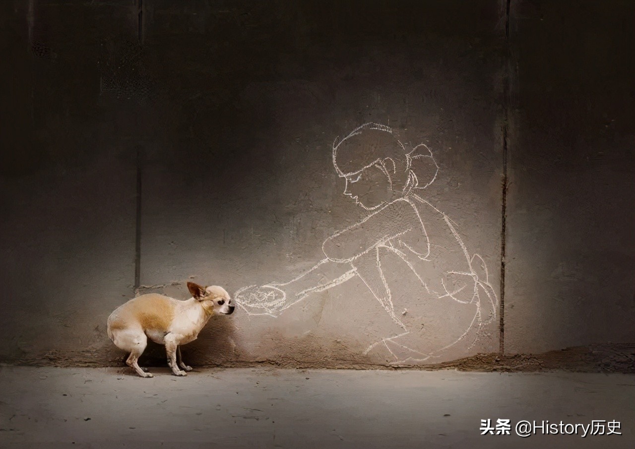 台湾给狗狗安乐死,台湾17岁狗安乐死