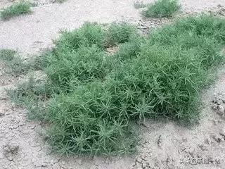 新疆的特殊植物,新疆戈壁上常见的植物