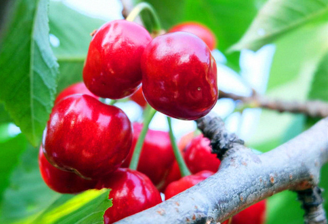 济南樱桃采摘园推荐,鲜果采摘园樱桃